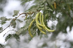 Prosopis juliflora
